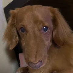 老犬の大ちゃんの生態アイコン画像