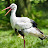 @whitestork3896's avatar