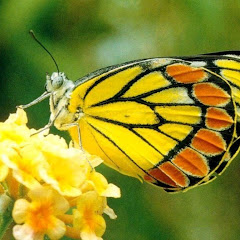 Wayne Brushアイコン画像