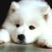 ゆるふわちゃんねる