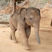 Baby Elephant Junior Family 
