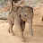 Baby Elephant Junior Family 