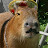 @capybara-wf2zx