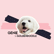 Genie the Goldendoodle