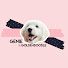 47zlm7Zlvms-channel-avatar-Genie the Goldendoodle