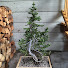 p-y7OHtjMYQ-channel-avatar-Kootenay Bonsai Canada