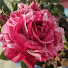 KwD6QyHo5uU-channel-avatar-Hangroo's Gardening