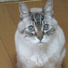 チーピンおやじアイコン画像
