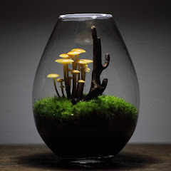 kinocorium ch. きのこリウムチャンネル