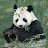 Panda♥