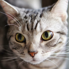 コテツの日常Togemaru