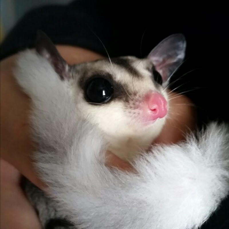 Sugar Glider icon