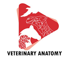 Veterinary Anatomy Avatar