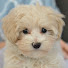 12277txuZ6Y-channel-avatar-Delightful Paws