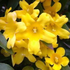 Carolina Jasmine