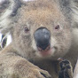 Koala Clancy logo