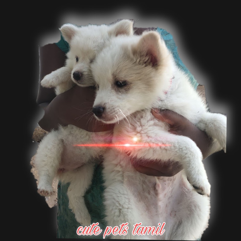 cute pets tamil avatar