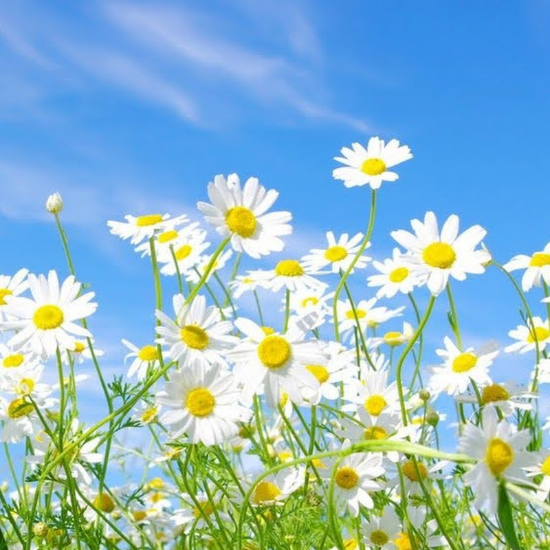 Валентина Авдеева Logo