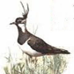 premio pavoncella