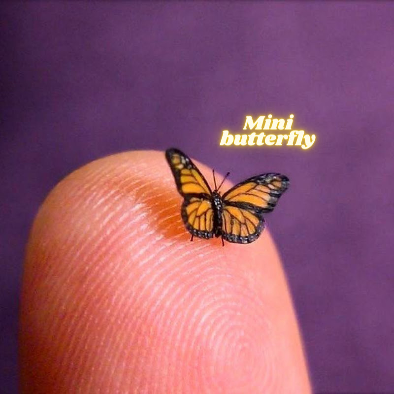 Mini Butterfly