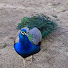 X2cNXtXsF00-channel-avatar-jane dito