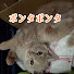 _ZCDCW7Sor0-channel-avatar-ポンタポンタ