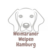 Weimaraner Welpen Hamburg