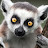 @Lemur20PL