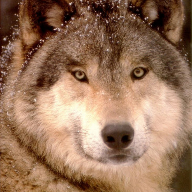 Caged Wolf Studios