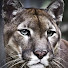 JN0hLRmkHD0-channel-avatar-Puma Prints