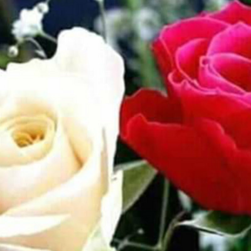 Md Rakibul Hasan ru
