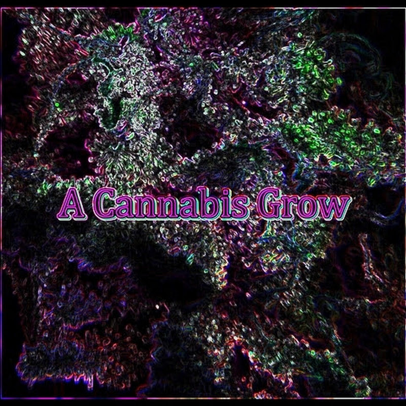 A Cannabis Grow