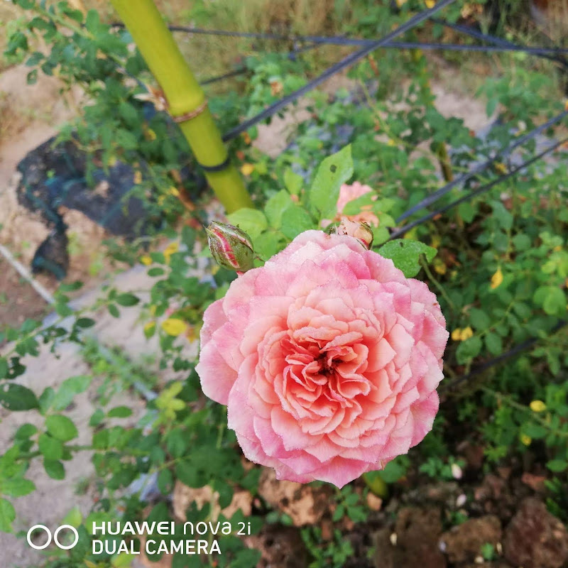 Vườn Hồng Quyền Khoa