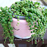 T_FVSeJ4lhw-channel-avatar-Florina Plants
