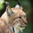 @lynxbroadcast184 Avatar