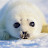 Baby Harp Seal ch
