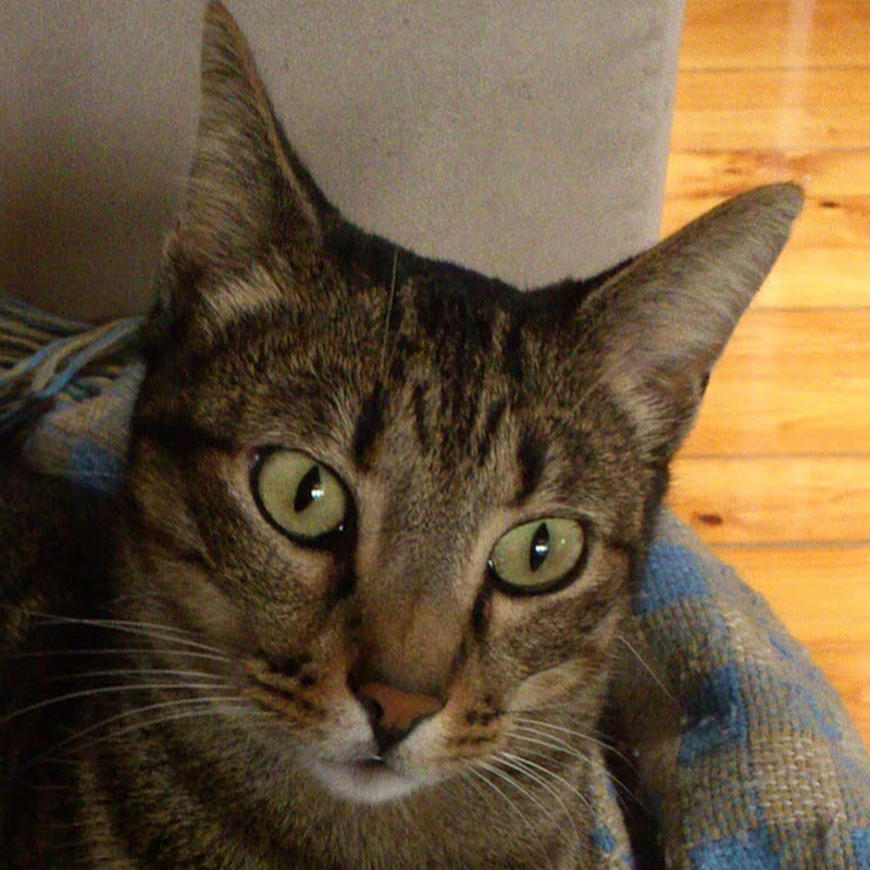 palmieres