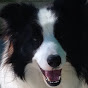 wilsongbordercollies logo