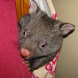 Sleepy Burrows Wombat Sanctuary logo
