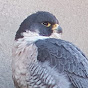 Wakefield Peregrines logo