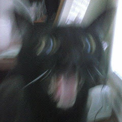 Joe