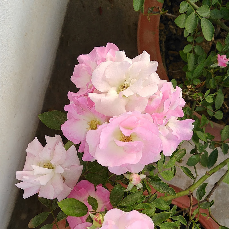 Happy Gardening