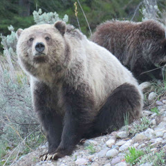 Yellowstone & Grand Teton Park Tours
