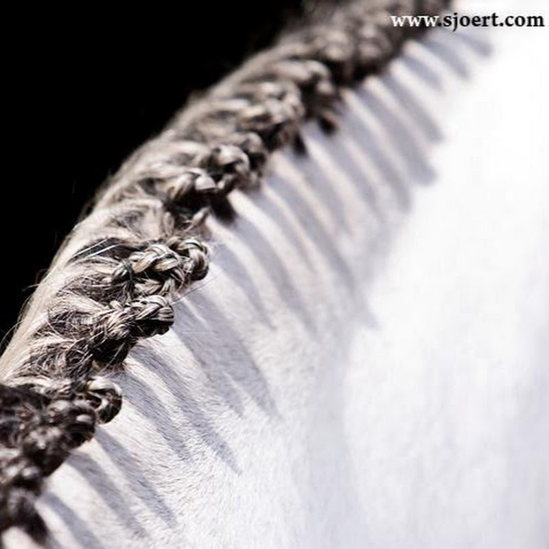 SportHorseAuctions