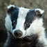 71pjUGo3Wg0-channel-avatar-Badger Goodger