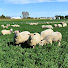 lWqF7tXKDWc-channel-avatar-Valleyridge Farm