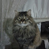 Автор
