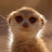 @greatmeerkat