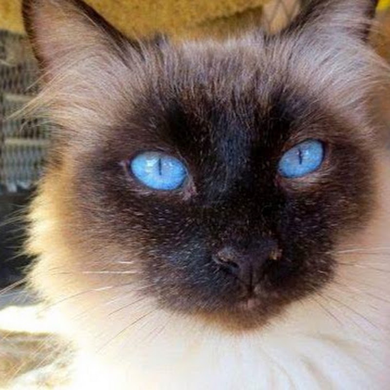 Save the Cats Arizona