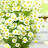 @파란장미-e4m